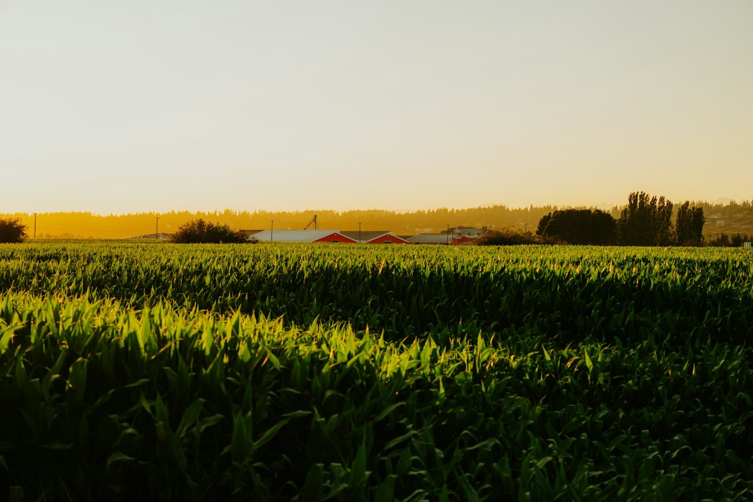 The Practical Guide to Sustainable Rotational Grazing