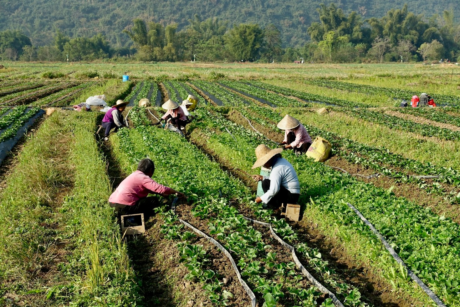Upgrading Your Harvesting Equipment for Optimal Efficiency